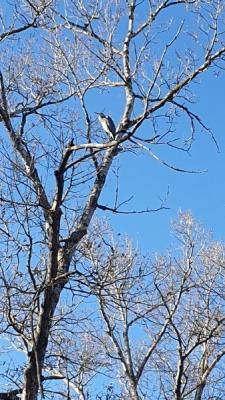 Прикрепленное изображение: 1.jpg